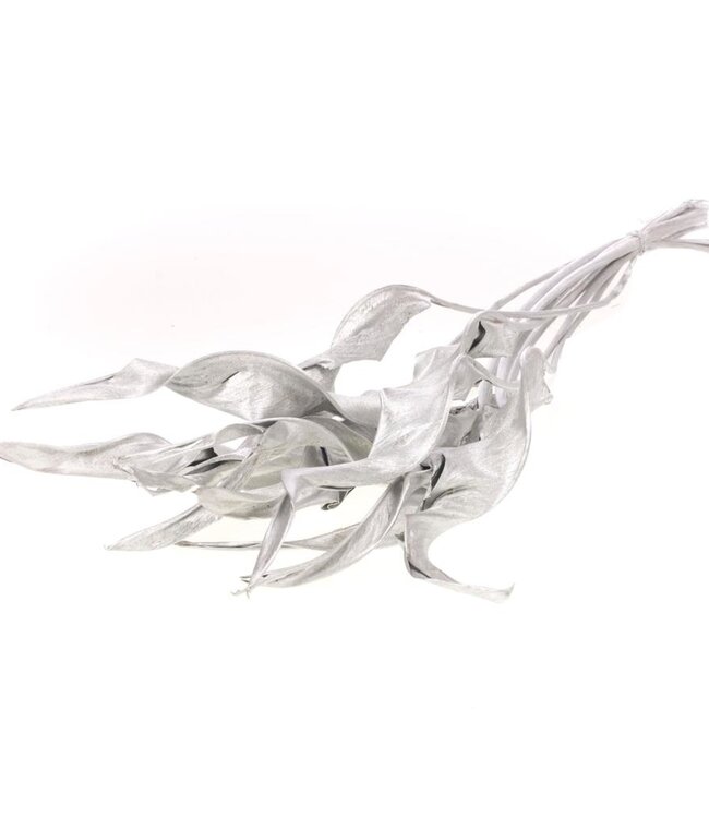 Strelitzia silver dry flowers | Länge ± 70 cm | Pro 10 Stängel