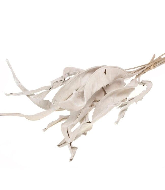 Strelitzia weiße, neblige, trockene Blüten | Länge ± 70 cm | Pro 10 Stängel