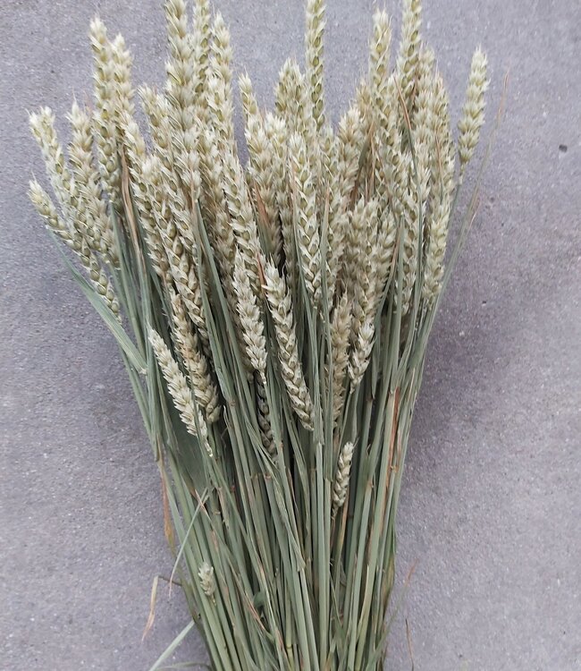 Dried natural wheat Triticum dried flowers per bunch