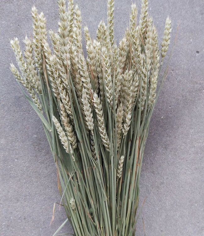 Gedroogde naturelle tarwe Triticum droogbloemen per bos