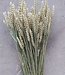 Dried natural wheat Triticum dried flowers per bunch