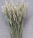 Getrockneter natürlicher Weizen Triticum getrocknete Blüten pro Strauß
