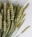 Dried natural wheat Triticum dried flowers per bunch