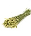 Dried natural wheat Triticum dried flowers per bunch