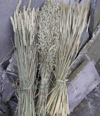 Dried Corn Set: Wheat, Barley and Oats