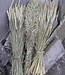 ANGEBOT! Set mit getrockneten Getreideflocken: Weizen, Gerste und Hafer