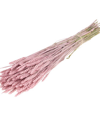 Getrockneter Triticum-Weizen Pink Misty
