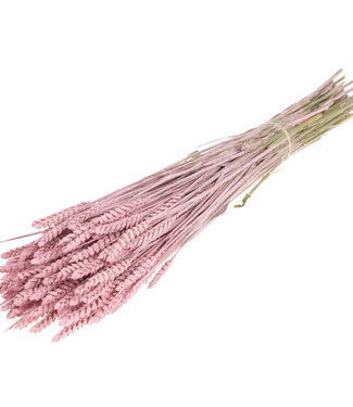 MyFlowers Blé triticum séché Pink Misty