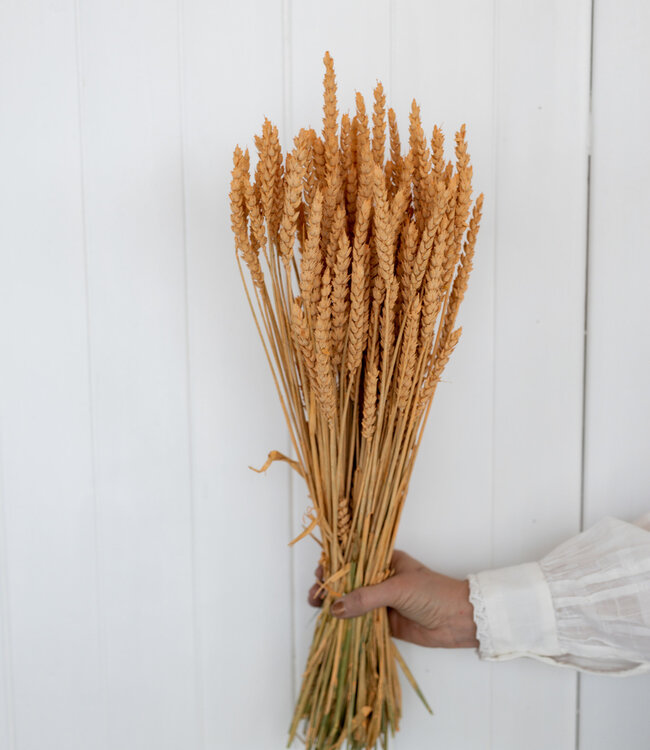 Weizen lachsfarbene Trockenblumen | Länge ± 55 cm | Erhältlich pro Strauß