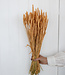 MyFlowers Dried wheat salmon colored