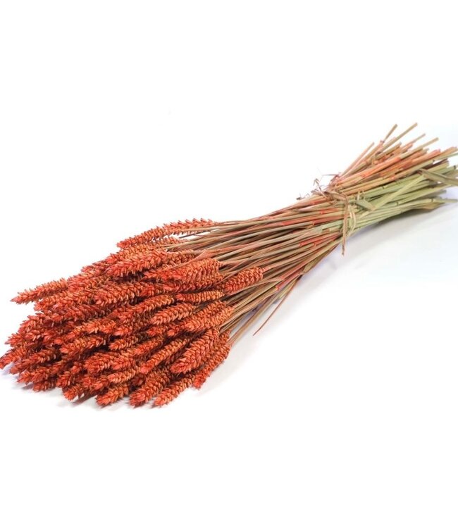 Dried wheat triticum in the colour burnt orange