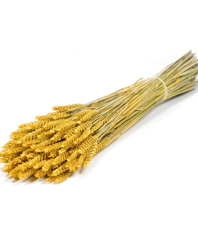 Wheat yellow dried flowers | Length ± 70 cm | Available per bunch