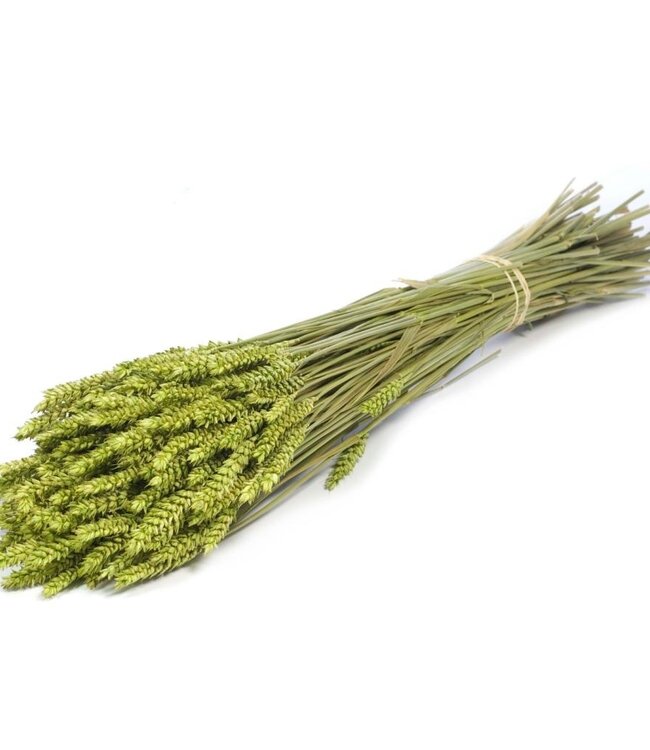 Tarwe groen droogbloemen | Lengte ± 70 cm | Per bos verkrijgbaar