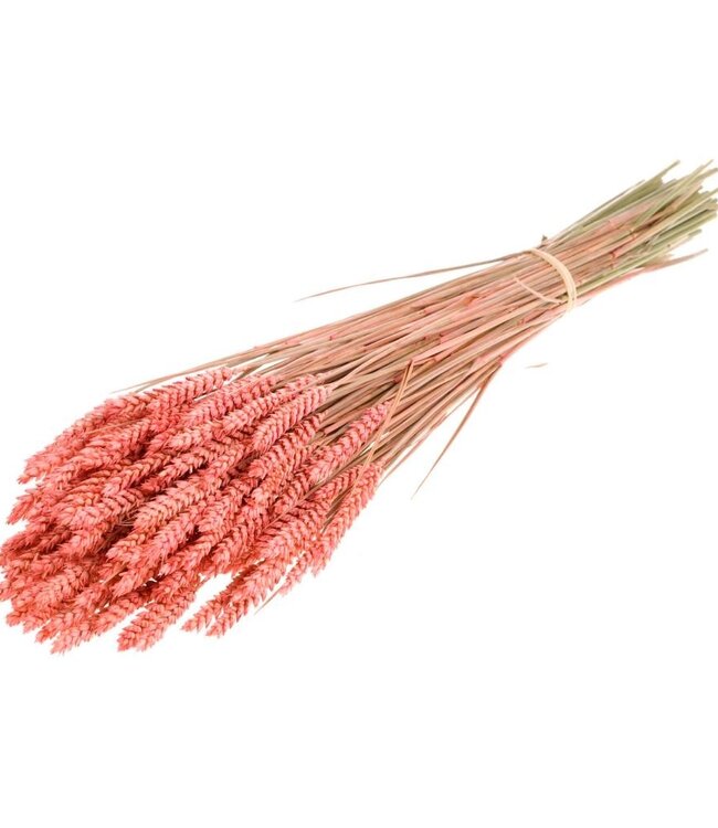 Wheat pink dried flowers | Length ± 70 cm | Available per bunch
