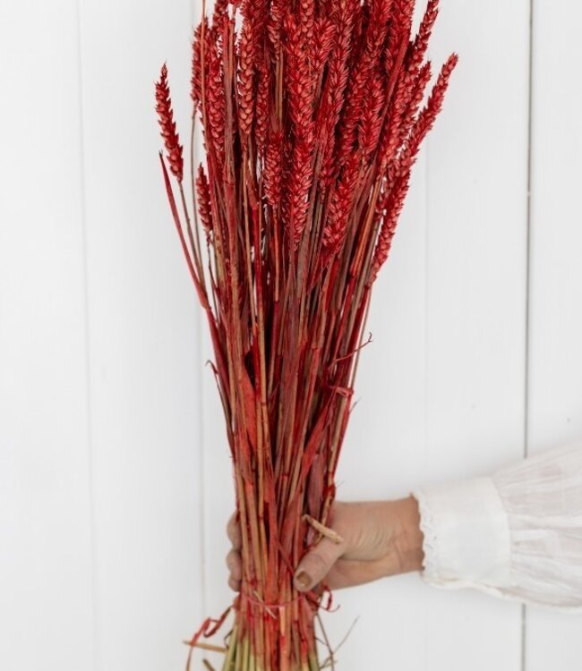 Fleurs sèches rouge blé | Longueur ± 70 cm | Disponible par bouquet