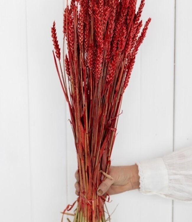 Wheat red dry flowers | Length ± 70 cm | Available per bunch