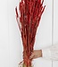 Tarwe rood droogbloemen | Lengte ± 70 cm | Per bos verkrijgbaar