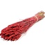 Wheat red dry flowers | Length ± 70 cm | Available per bunch