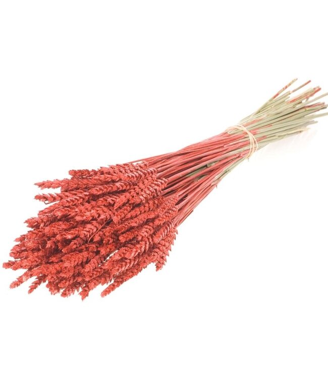 Wheat red glitter dried flowers | Length ± 70 cm | Available per bunch