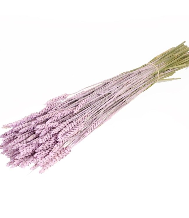 Blé lilas fleurs sèches brumeuses | Longueur ± 70 cm | Disponible par bouquet