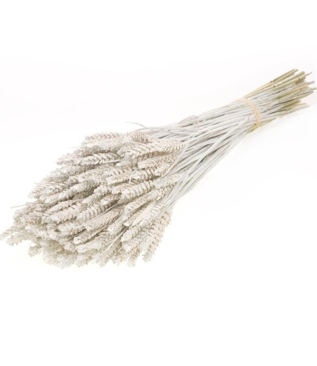Weizenweiße Silberglitzer-Trockenblumen | Länge ± 70 cm | Erhältlich pro Strauß