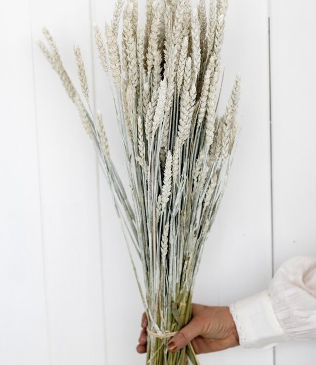 Wheat white misty dried flowers | Length ± 70 cm | Available per bunch