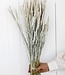 Fleurs séchées blanc brumeux de blé | Longueur ± 70 cm | Disponible par bouquet