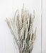 Fleurs séchées blanc brumeux de blé | Longueur ± 70 cm | Disponible par bouquet