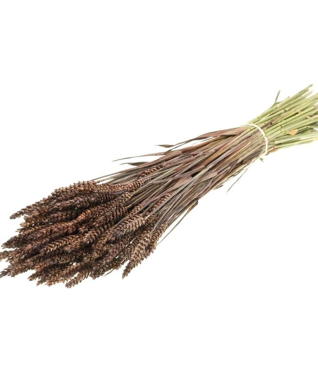 Wheat intense brown dry flowers | Length ± 70 cm