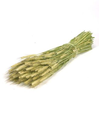 MyFlowers Dried Triticale natural green