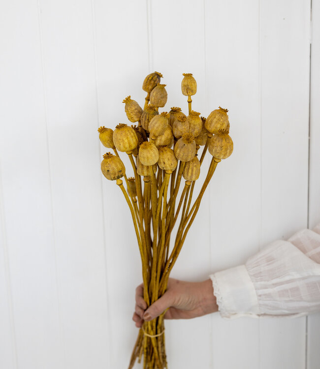 Dried poppy yellow 65 cm per bunch