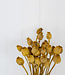 Dried poppy yellow 65 cm per bunch