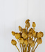 Pavot séché jaune 65 cm par bouquet