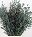 Eucalyptus Parvifolia séché et conservé vert par bouquet