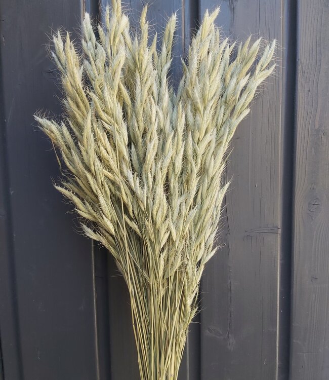 Bromus droogbloemen | Gedroogde Zachte Dravik | Lengte 65 centimeter