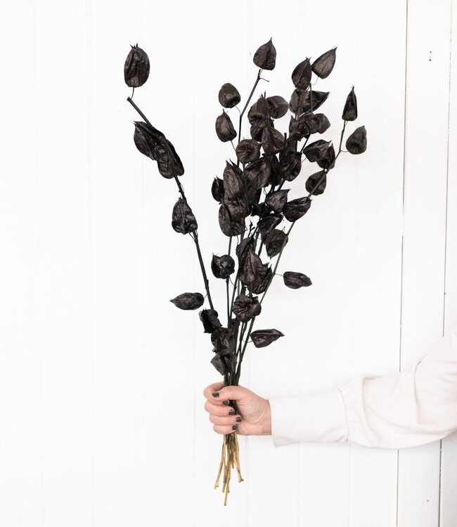 Dried black Physalis per 5 stems in Bries aan Zee's webshop