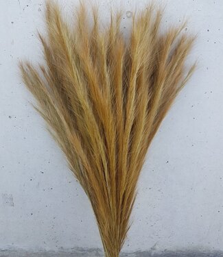Dried foxtail grass natural 75cm