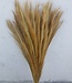 Dried foxtail grass natural 75cm per bunch