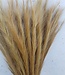 Dried foxtail grass natural 75cm per bunch