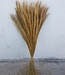 Dried foxtail grass natural 75cm per bunch