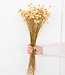 Botao séché naturel 55cm par bouquet