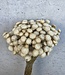 Botao séché naturel 55cm par bouquet