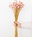 MyFlowers Gedroogde Botao roze 55cm