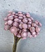 Gedroogde Botao roze 55cm per bos