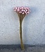 Botao rose séché 55cm par bouquet