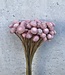 Gedroogde Botao roze 55cm per bos