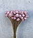 Getrocknete Botao rosa 55cm pro Strauß
