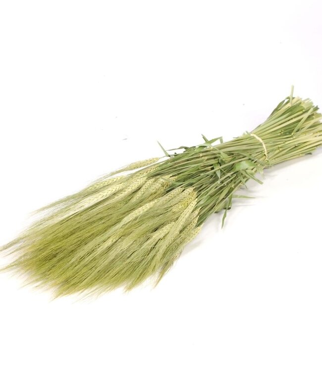 Orge séché | Hordeum fleurs séchées naturelles | Longueur ± 70 cm | Disponible par bouquet