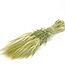 Dried barley | Hordeum dried flowers