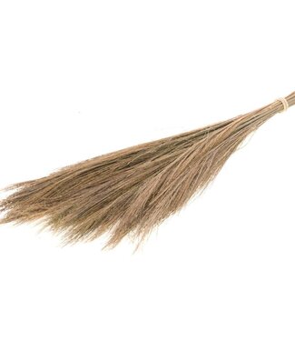 MyFlowers Gedroogde Broom gras 100 gram 65cm natuurlijk